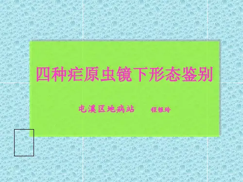 四种疟原虫镜下图(1)