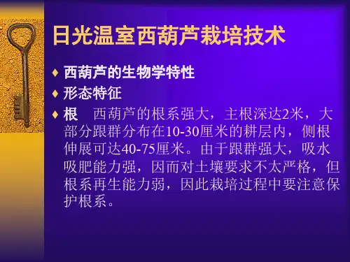 日光温室西葫芦栽培技术