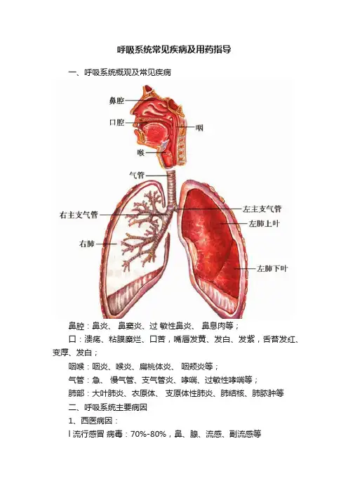 呼吸系统常见疾病及用药指导