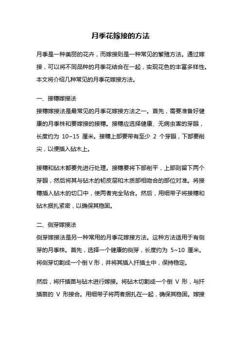 月季花嫁接的方法
