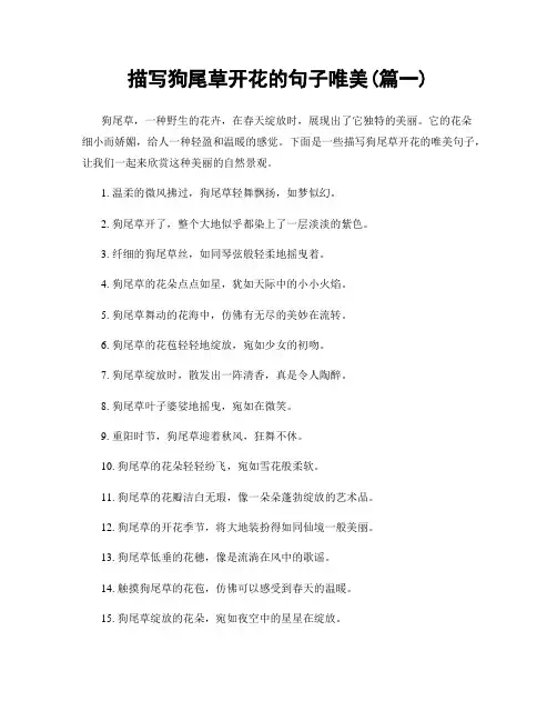 描写狗尾草开花的句子唯美(精选合集2篇)
