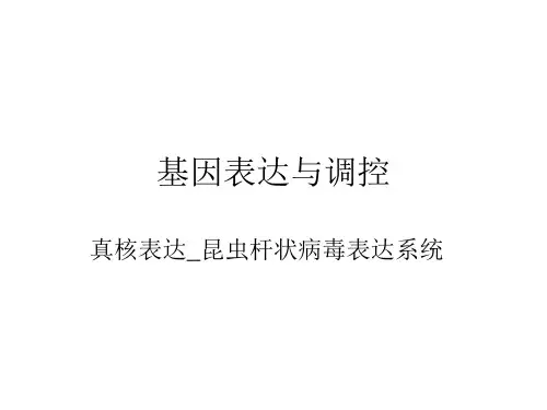 昆虫表达系统