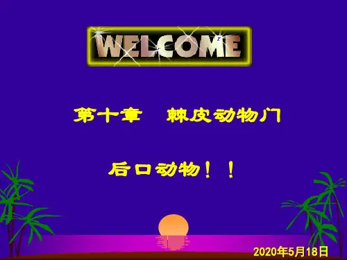 10-棘皮动物特征