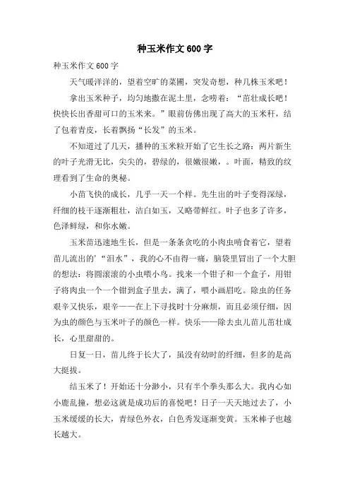 种玉米作文600字