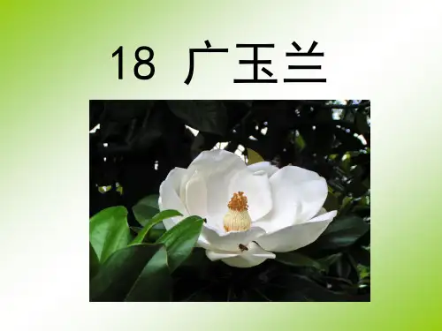 六年级下册语文优秀课件-课文18《广玉兰》苏教版(共40张PPT)