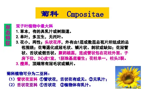 18  生药学 苍术白术解析