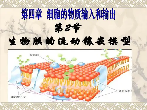 人教版高中生物必修一第四章第2节《生物膜的流动镶嵌模型》课件 (共30张PPT)