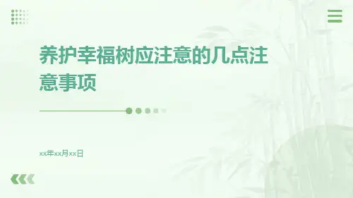 养护幸福树应注意的几点注意事项