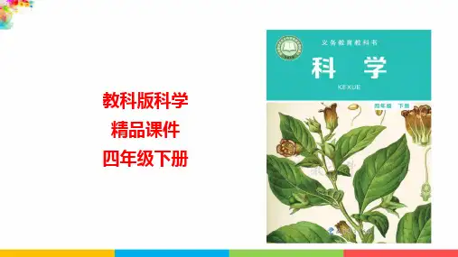 最新科教版小学四年级下册《认识几种常见的岩石》名师课件
