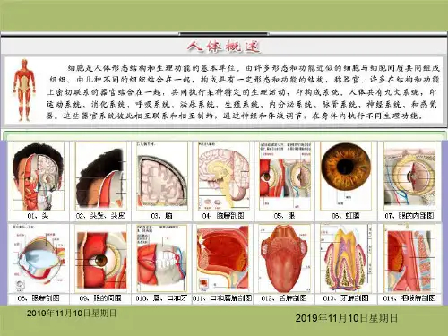 人体结构解剖图