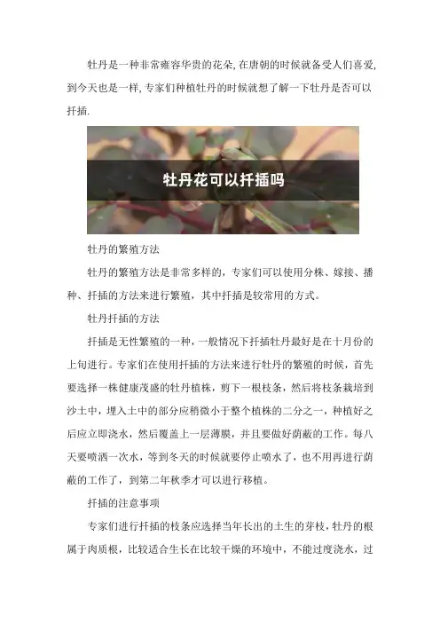 牡丹花可以扦插吗