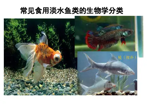 常见淡水鱼类的生物学分类