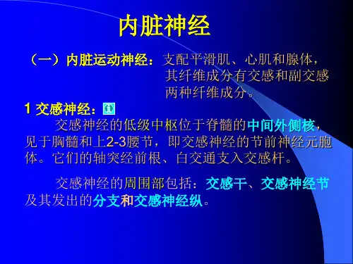 1交感神经：交感神经的低级中枢位于脊髓的中间外侧核,见于胸髓和上