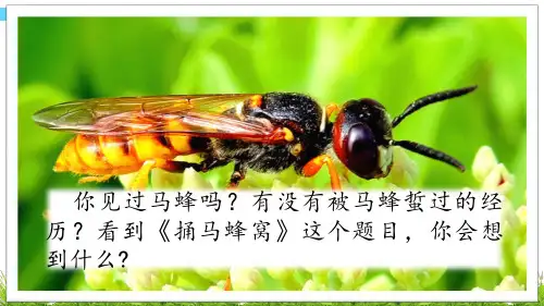 冀教语文五年级下册2.捅马蜂窝