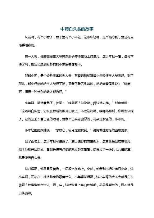 中药白头翁的故事