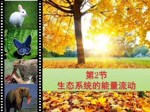 人教版高中生物必修三5.2《生态系统的能量流动》精品课件