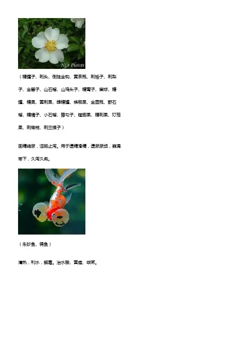 3000种中医药材第11011200种