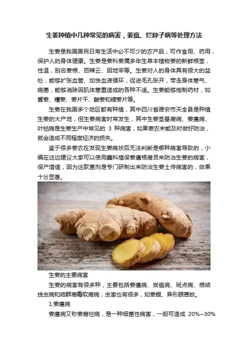 生姜种植中几种常见的病害，姜瘟、烂脖子病等处理方法