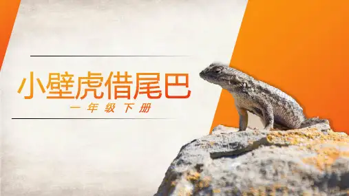 《小壁虎借尾巴》ppt课件