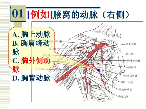 系解实验16人体解剖教研室系统解剖标本实物图片考试课件