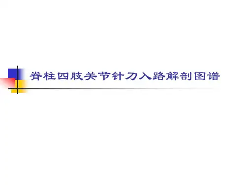 脊柱四肢关节针刀入路解剖图谱(四) PPT