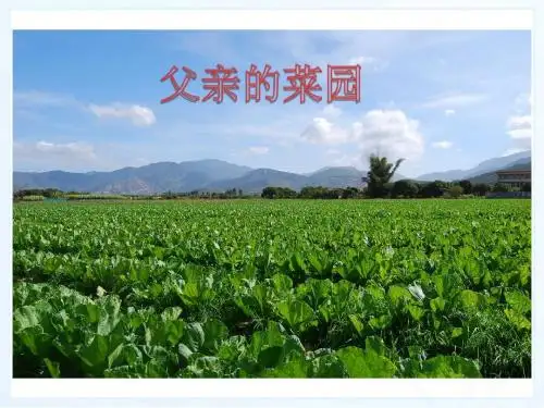 新课标人教版小学四年级语文下册：28、父亲的菜园PPT、优质教学课件