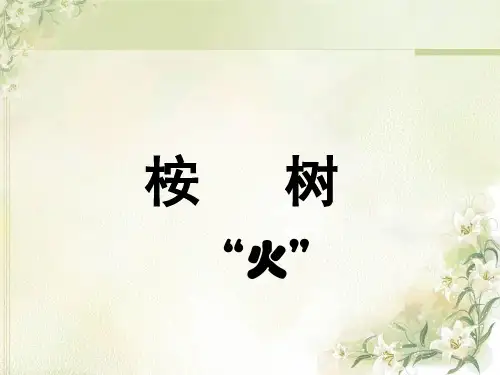 桉树