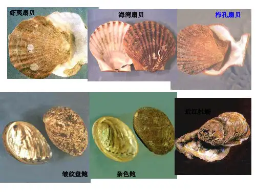 《水产动物病害学》第九章 贝类的疾病
