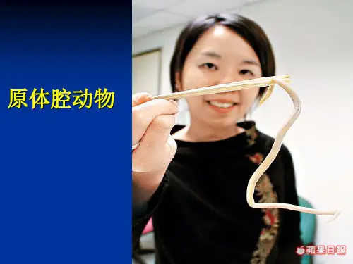 7.原腔动物(用)
