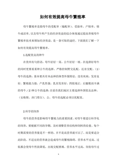 如何有效提高母牛繁殖率