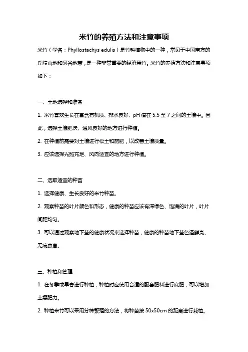 米竹的养殖方法和注意事项