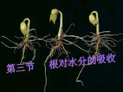 冀少版八年级生物上册第2章第2节根对水分的吸收课件(共31张PPT)