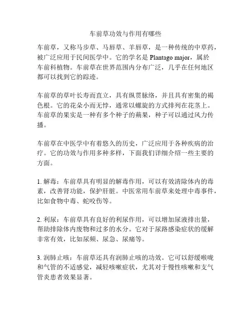车前草功效与作用有哪些
