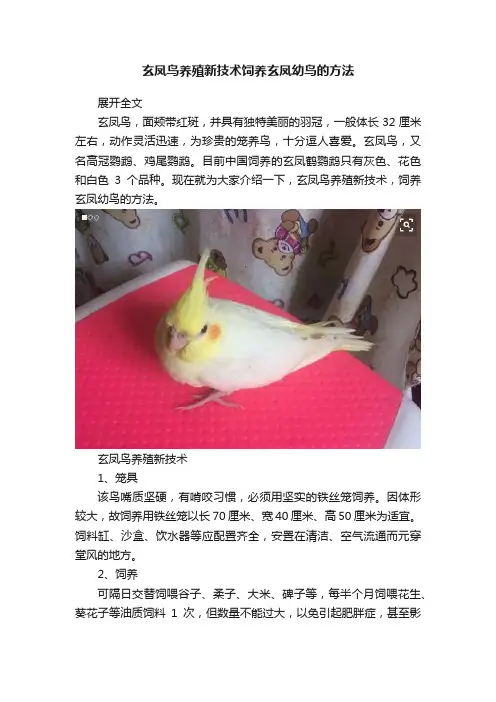 玄凤鸟养殖新技术饲养玄凤幼鸟的方法