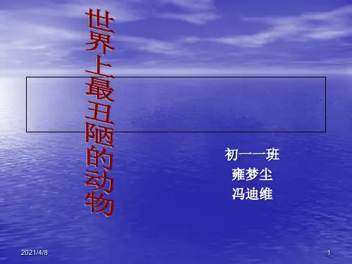 奇特的动物PPT课件