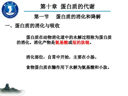 第10章：蛋白质的代谢