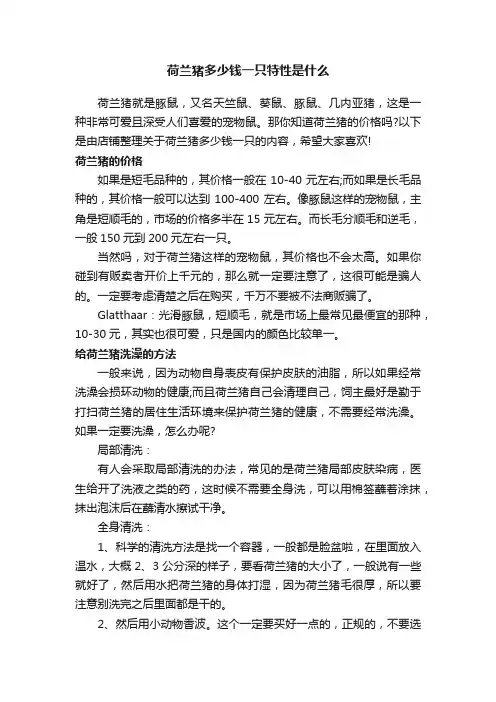 荷兰猪多少钱一只特性是什么