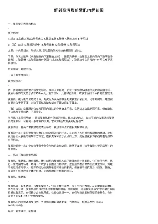 解剖高清腹前壁肌肉解剖图