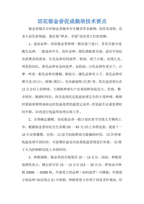 切花郁金香促成栽培技术要点