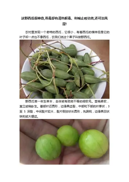 这野西瓜很神奇,虽毒却有清热解毒、利咽止咳功效,还可治风湿!