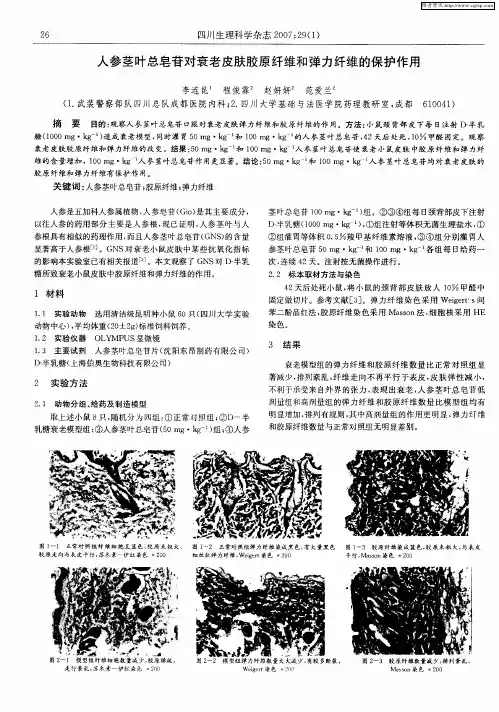 人参茎叶总皂苷对衰老皮肤胶原纤维和弹力纤维的保护作用