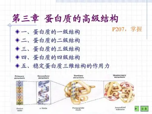 03-蛋白质的三维结构