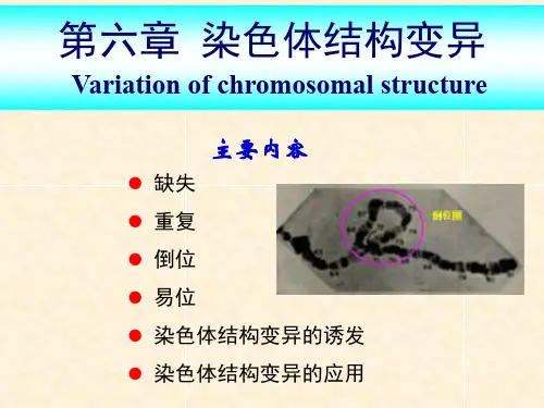 遗传学-染色体结构变异