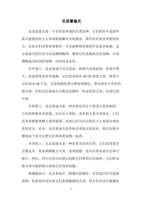 北京泰迪犬