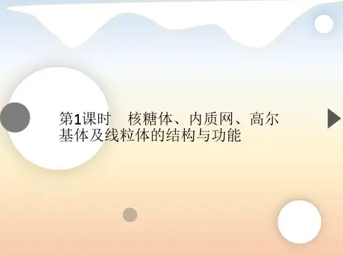 高中生物新浙科版必修1  2.3 第1课时 核糖体、内质网、高尔基体及线粒体的结构与功能
