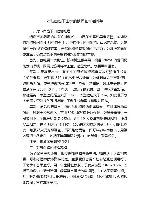 对节白蜡下山桩的处理和扦插养殖