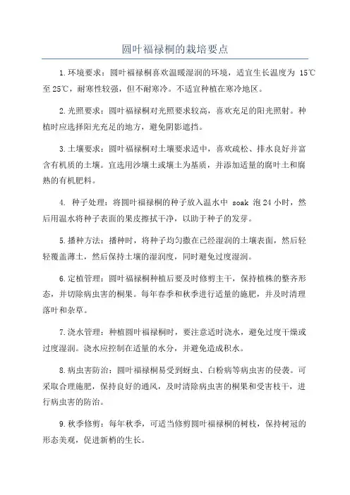圆叶福禄桐的栽培要点