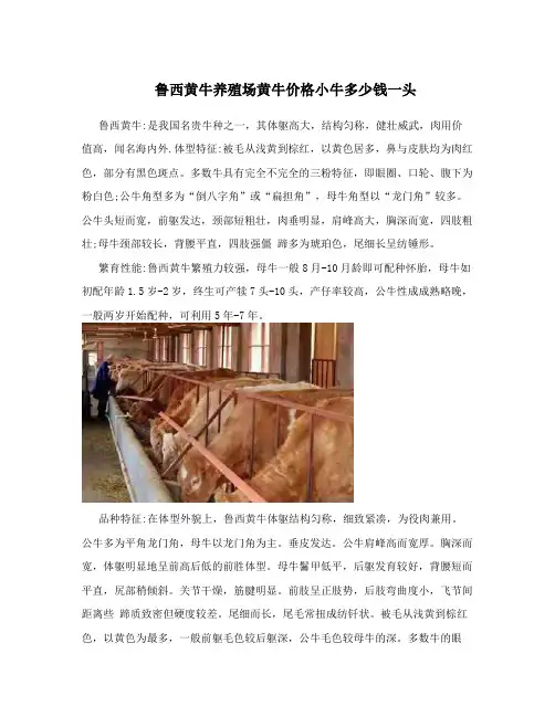 鲁西黄牛养殖场黄牛价格小牛多少钱一头