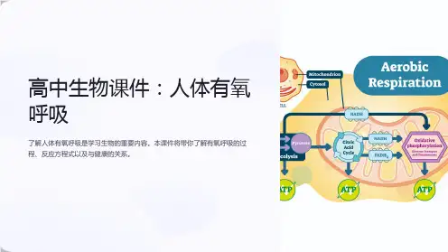 《高中生物课件：人体有氧呼吸》
