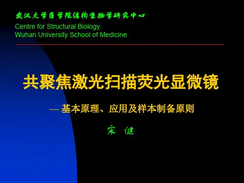 共聚焦激光扫描荧光显微镜
